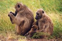 Baboon Family